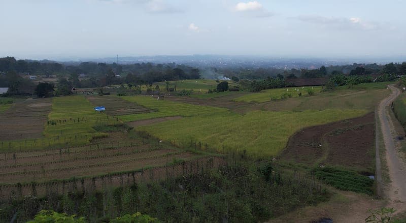 Hamparan lahan pertanian Desa Sukolelo